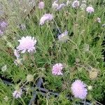 Scabiosa canescens फूल