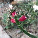 Salmonopuntia salmiana 花