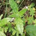 Tyrimnus leucographus Leaf