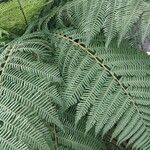 Dicksonia antarctica Leaf