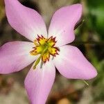 Sabatia stellaris Kukka