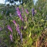 Vicia eriocarpa Deilen