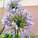 Agapanthus praecoxKvet