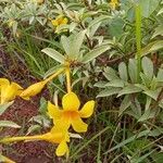 Allamanda cathartica Flor