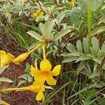 Allamanda cathartica Kvet