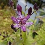 Tricyrtis formosana Flor