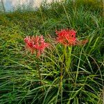 Lycoris radiata 整株植物