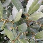 Laurus nobilis List