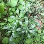 Amaranthus blitoides Leaf