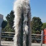 Pilosocereus leucocephalus Bark
