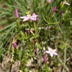 Centaurium pulchellum 整株植物