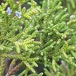 Juniperus phoenicea Yaprak