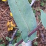 Cerinthe glabra Blatt