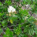 Rhododendron columbianum Hábito