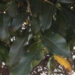 Combretum kraussii Leaf