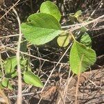 Cordia monoica Hoja