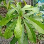 Pouteria caimito Leaf