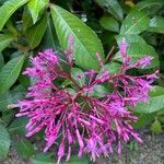 Fuchsia paniculata 花