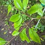 Acer carpinifolium Blad