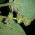 Miconia dependens Fruit