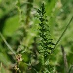 Filipendula vulgaris Blatt