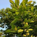 Magnolia liliiflora Листок