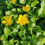 Caltha palustrisফুল