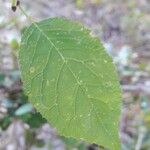 Prunus brigantina Blad