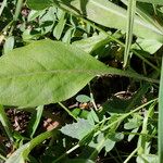 Turritis brassica Leaf