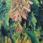 Acer tataricum ফল