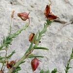 Fumana ericoides Fruit