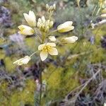 Biscutella laevigata Fiore