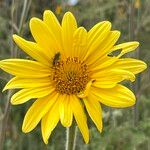 Tithonia tubaeformis Blüte