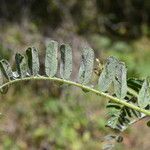 Astragalus boeticus Leaf