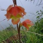 Gladiolus dalenii Floare