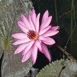 Nymphaea rubra Blüte