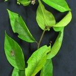 Lycianthes pauciflora