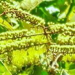 Combretum fruticosum Цвят