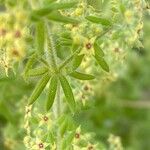 Galium maritimum Leaf