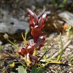Serapias orientalis Flor