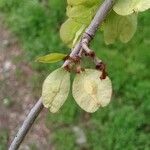 Ulmus americana Плід