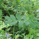 Vicia dumetorum Blad