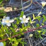 Moehringia lateriflora List