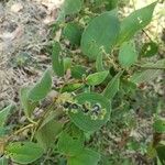 Miconia dependens Fruchs