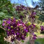 Wisteriopsis reticulata Flor