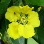 Stigmaphyllon ellipticum Flor