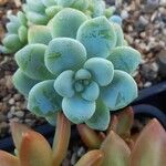 Sedum clavatum Lapas