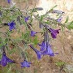 Lithodora fruticosaफूल