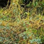 Cuscuta campestris Leaf