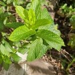 Mentha spicataFuelha